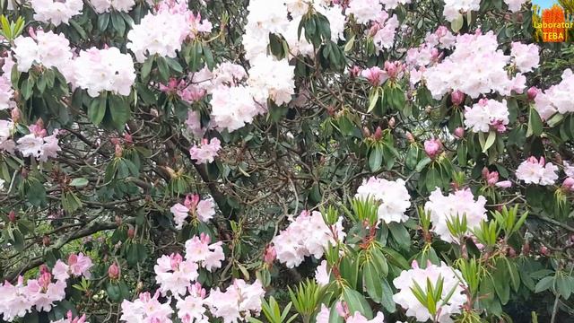 Rhododendron veitchianum - HD Video 01 смотреть онлайн