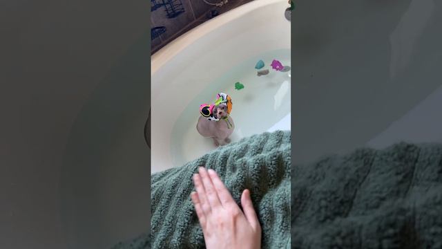 Сфинкс, который обожает водные процедуры 🤣🐈👍