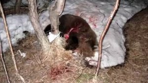 Ужас! медведи людоеды атакуют Камчатку m2p