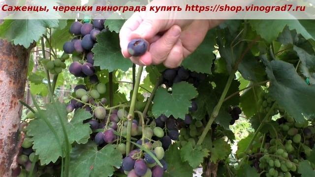 Виноград Шарада- ультраранний срок созревания, 13 июля начинает окраиваться. Пузенко Наталья смотреть онлайн