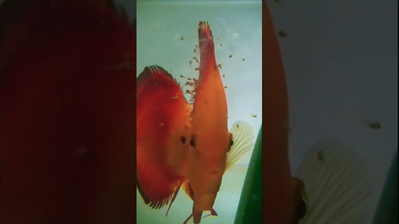 Дискус Красная Дыня взяли малька. #aquarium #discus #fish #аквариум #разводня #дискусы #рыбки #short смотреть онлайн