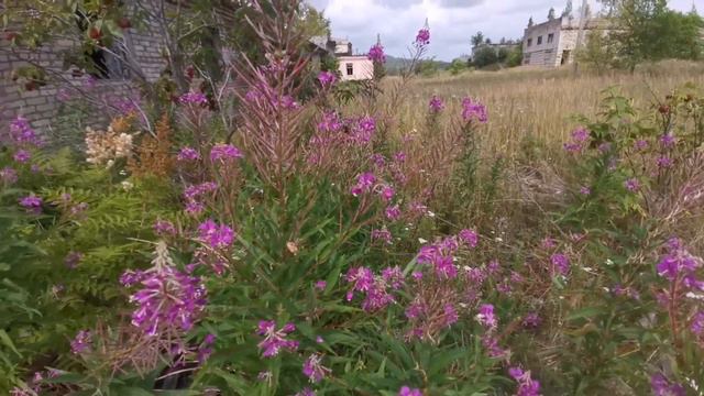 Комсомольск-на-Амуре 26.07.2023г.Лето,природа, прогулка /природе стыдно за нас смотреть онлайн