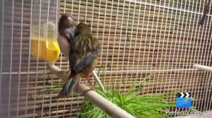 Зелёная канарейка и серая канарейка