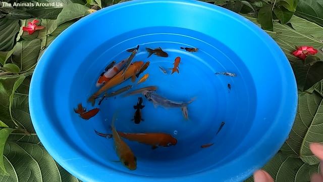 Koi Carp Fish Goldfish Guppy Guppies Molly Fish - Cute animals Videos смотреть онлайн