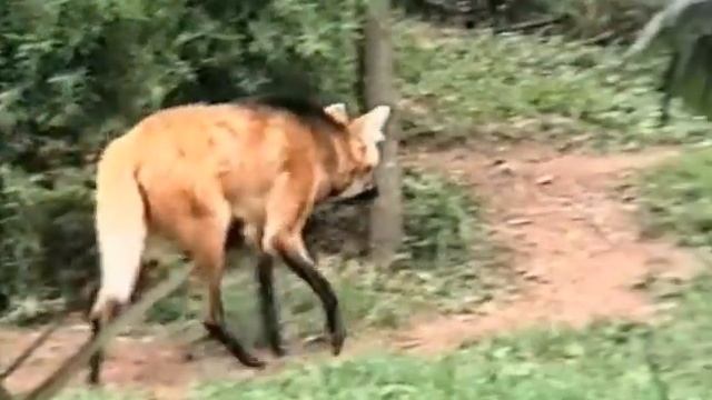 LOBO-GUARÁ (CHRYSOCYON BRACHYURUS), MANED WOLF, LOBO-DE CRINA, AGUARÁ, AGUARAÇU, LOBO-VERMELHO, ZOO