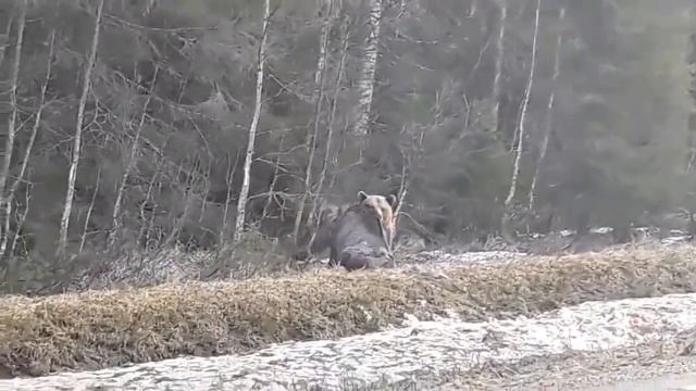 Нападение медведя на лося в северной Швеции смотреть онлайн