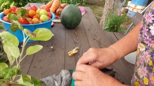 Уникальный метод как размножить яблоню. Корни на ветке. Результат.