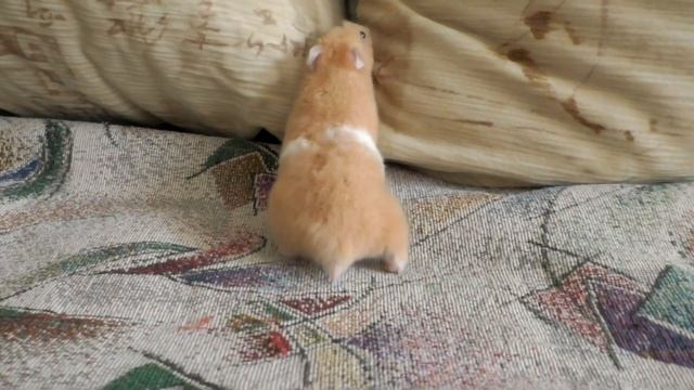 14 Интересных Фактов Про Хомяков смотреть онлайн