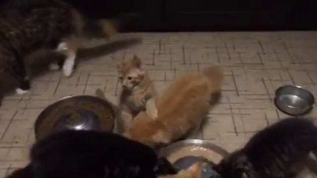 Копия видео "Мейн-кун котята обедают" смотреть онлайн