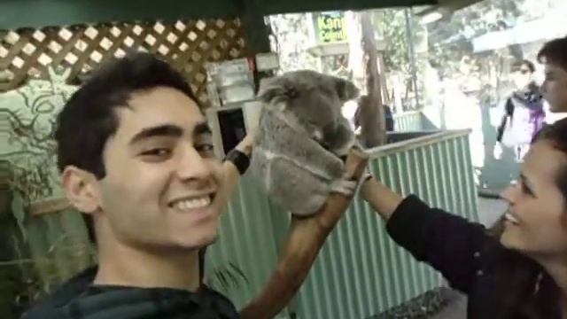 Koala in Fatherdale - Sydney * Australia смотреть онлайн
