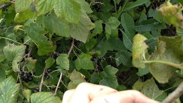 Гусеница-жгучка (Мокрица, Слизнячка) на смородине смотреть онлайн