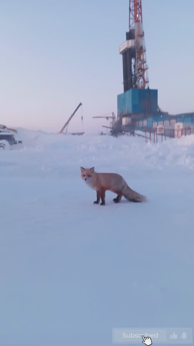 Лиса🦊 пришла на буровую.
