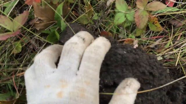 Первый коп ?с металлоискателем Minelab Vanquish 340
