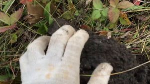 Первый коп ?с металлоискателем Minelab Vanquish 340