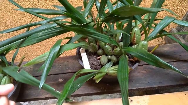 Dicas Dona Maria - Phalaenopsis SEM RAIZ o que fazer? смотреть онлайн