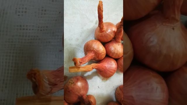 Лук шалот из Коми (семейка) видео 9 смотреть онлайн