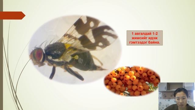 Жимсний модны талбайн хөнөөлт хортон /Багш Ч.Тунгалаг/ смотреть онлайн