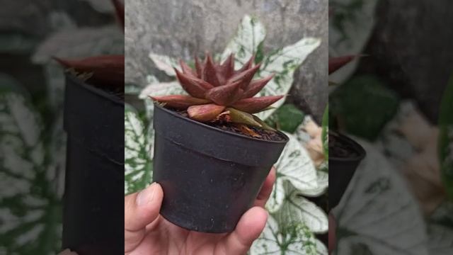 Echeveria Purpusorum Mutation