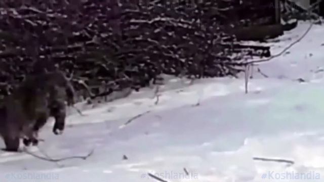 Первый снег, котята и молодые петушки First snow, #kittens and young #chickens #cats 2020 смотреть онлайн