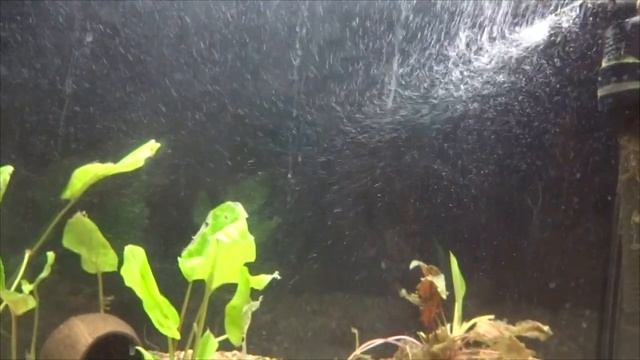 Перезапустил аквариум. Вылечил растения от водорослей. Посадил кардиналов на нерест. смотреть онлайн