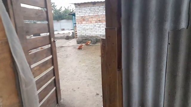 Курочки ломан браун мне понравились смотреть онлайн