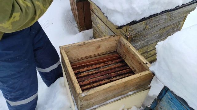 Пчеловодство. Как зимуют летние рои на улице. Холодная зимовка отводков. Исправление ошибок #пчёлы смотреть онлайн