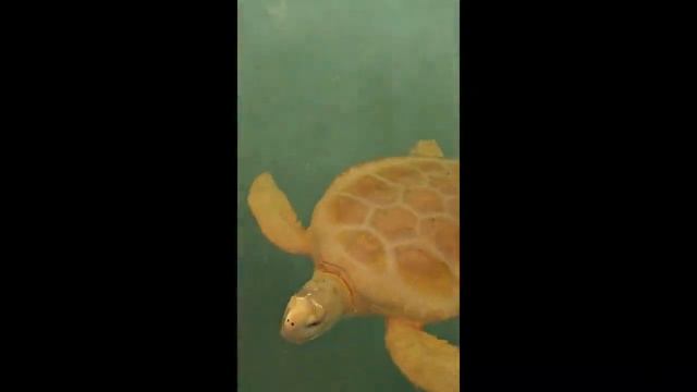 Sea Turtle Rescue Center, Cayo Largo, Cuba. Охрана и разведение черепах смотреть онлайн