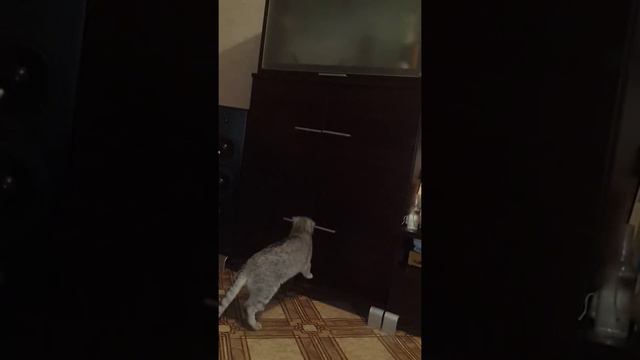 Приколы с животными смотреть онлайн