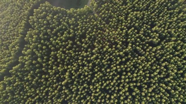 Сосны, Музыка для релахса, красивый вид, Успокоение. смотреть онлайн