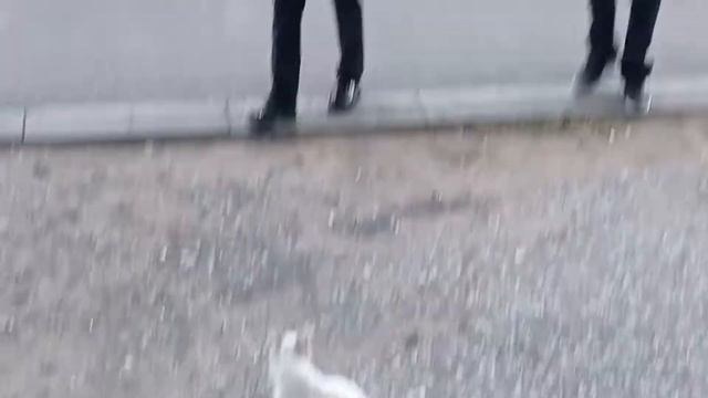 Flawtrack - мобильное приложение для уведомления о социальных проблемах смотреть онлайн