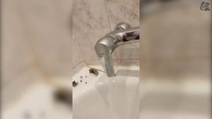 Ремонт смесителя Grohe с нажимным переключателем душа \ Grohe's tap repair
