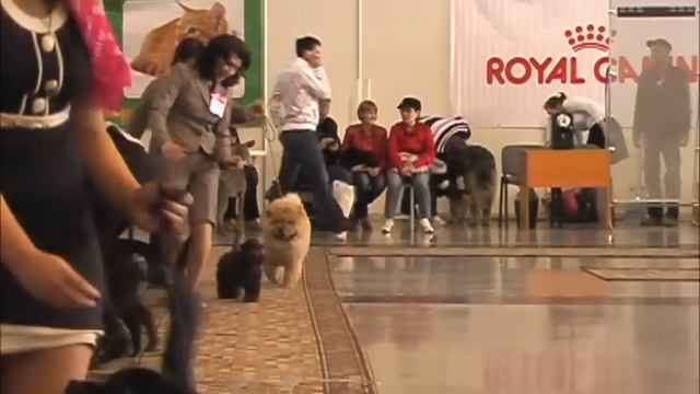 Dog Show Звездное Шоу Екатеринбург 22/04/2012 BIS baby смотреть онлайн
