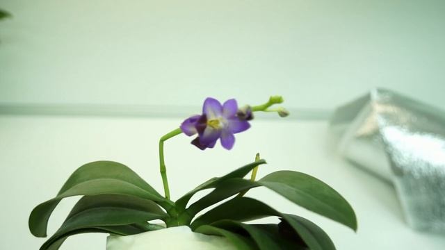 Ура:ПОСЫЛКА с ОРХИДЕЯМИ №1,сезон открыт!!!2022. смотреть онлайн