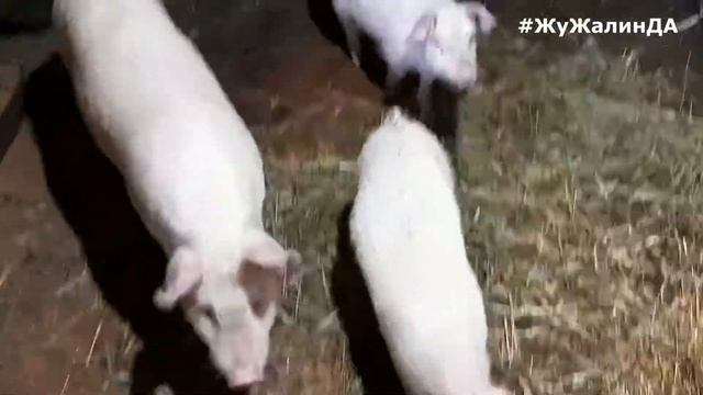 СКОТНЫЙ ДВОР. Мимимишные ТЕЛЯТА. СВИНЬИ. Стадо ОВЕЦ. Жужалинда - выходные в деревне. Влог смотреть онлайн