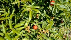 Ежеклубника и ежевика.