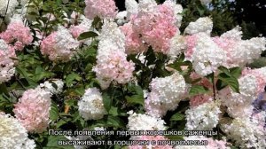 Гортензия Канделайт — описание и выращивание сорта в открытом грунте