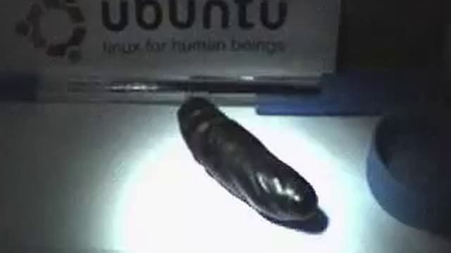 Acherontia Atropos Time-lapse