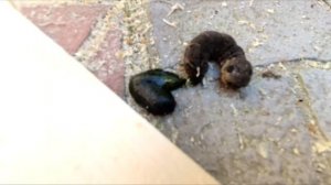 Сращивание (соединение) доборов. Установка дверных доборов.