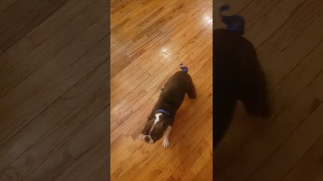 The reason why Boston Terriers dont have tails