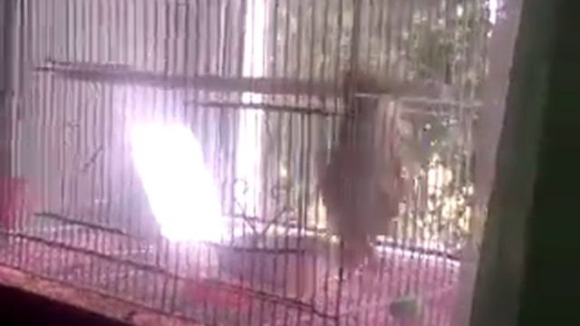 Риччи Птичка! / я создала группу в ВК/ Ссылка в описании смотреть онлайн