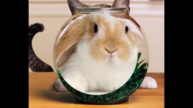 Смешные животные для поднятия настроения смотреть онлайн