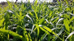 Просо как сидерат: опыт выращивания