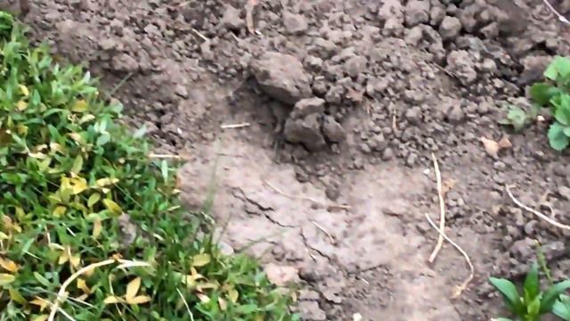 ХОЧУ Показать Свою КРАСИВУЮ Дачу смотреть онлайн