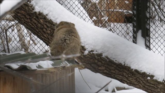Дочка манула Мии Снежинка играла со мной в прятки 20.12.2022 смотреть онлайн