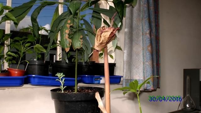 Amorphophallus Konjac Bloom Time Lapse смотреть онлайн