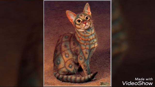 Редкий окрас кошек. смотреть онлайн