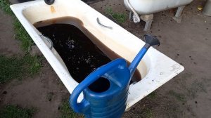 Как правильно поливать голубику. Для начинающих голубиководов.