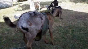 Зоб у козы// козлик