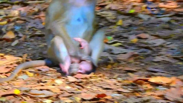 Painful Heart! Very Young Mother Really Is Not Pitiful To Poor Newborn Just Was Born Newly...!