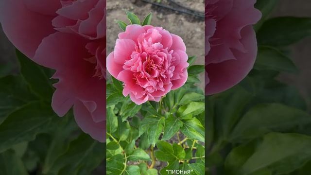 Etched Salmon| Пион Этчед Салмон| Пионы почтой| Пионы в саду| Ландшафтный дизайн| Peony смотреть онлайн